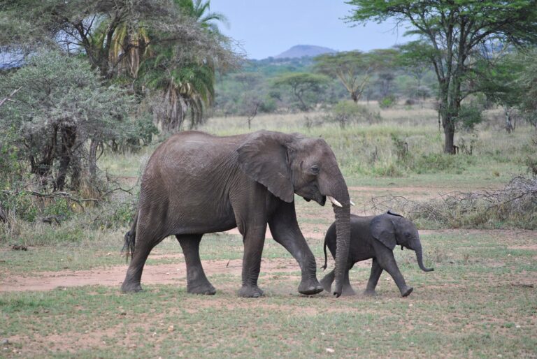 Tanzania